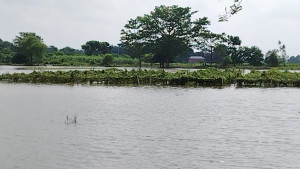 লালপুরে পদ্মার পানিতে প্লাবিত নিন্মাঞ্চল