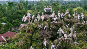 জয়পুরহাটে ২০ হাজার দুর্লভ শামুকখোল পাখির বাস