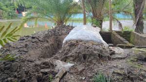 পারিবারিক কবরস্থানেই শায়িত হবেন মরিয়ম