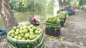 ঝালকাঠিতে পেয়ারা চাষে আগ্রহ হারাচ্ছেন চাষীরা