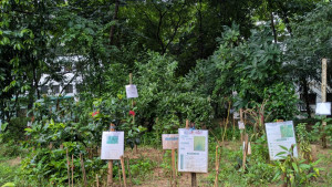 ৫০ প্রজাতির গাছ নিয়ে কুবির ফার্মেসী বিভাগের ঔষধি বাগান