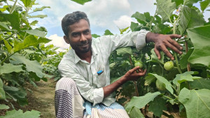 একই জমিতে একই সময়ে বেগুন-লাউ চাষ- লিটনের বাজিমাত