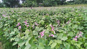 উৎপাদন খরচ ও বাজারদরের চাপে ঈশ্বরদীতে কমছে শিম চাষ