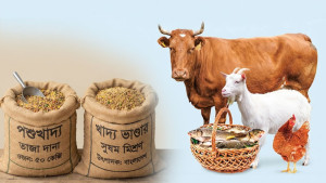 এক মাসে দুই দফা বাড়ল পশু খাদ্যের দাম