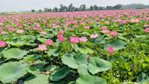 পদ্ম ফুলে ভরা সিরাজগঞ্জের জলাশয় যেন দর্শনার্থীর স্বর্গরাজ্য