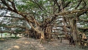 রায়গঞ্জে কালের সাক্ষী ৪০০ বছরের বটবৃক্ষ