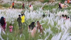 যমুনার তীরে কাশফুলের সৌন্দর্যে মাতোয়ারা প্রকৃতিপ্রেমীরা