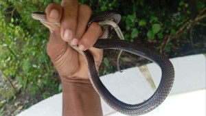 বসতবাড়ি থেকে প্রাণঘাতী বড় কৃষ্ণকালাচ উদ্ধার