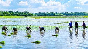 অপরিকল্পিত বাড়িঘর নির্মাণ আর অতিবৃষ্টিতে আমন আবাদে ভোগান্তি