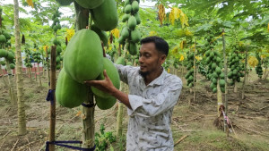 শিক্ষকতার পাশাপাশি পেঁপে চাষে সাফল্য