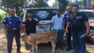 সিসিটিভির ফুটেজে ধরা পড়ল নোহা, কিশোরগঞ্জে গিয়ে উদ্ধার চুরি হওয়া ষাঁড়