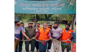 কয়রায় লোকালয় থেকে উদ্ধার অজগর সুন্দরবনে অবমুক্ত