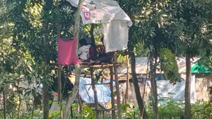 গাছের ডালে মাচা বানিয়ে মোবাইল গেমে মগ্ন কিশোররা