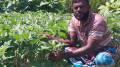 জমে উঠেছে সবজির চারা বিক্রি