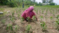 সিরাজগঞ্জে যমুনার চরে সংগ্রামে অবিচল নারীরা