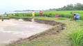 কাজীপুরে যমুনায় বিলীন অর্ধশত বিঘা ফসলি জমি