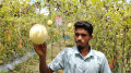 দুই প্যাকেট বীজ থেকে ৫০ শতকে তরমুজ