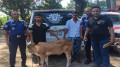 সিসিটিভির ফুটেজে ধরা পড়ল নোহা, কিশোরগঞ্জে গিয়ে উদ্ধার চুরি হওয়া ষাঁড়