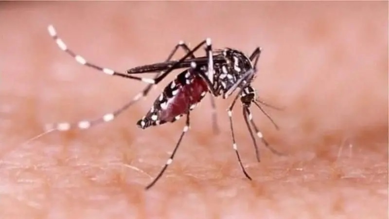 ঝালকাঠিতে ডেঙ্গুতে আক্রান্ত ১ হাজার ৬৭৮ জন