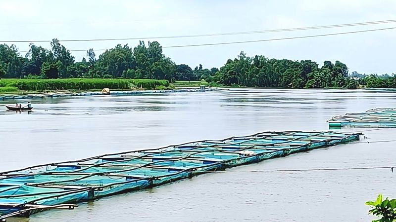 সিরাজগঞ্জে জনপ্রিয় হচ্ছে খাঁচায় মাছ চাষ, স্বাবলম্বী হচ্ছেন অনেকেই