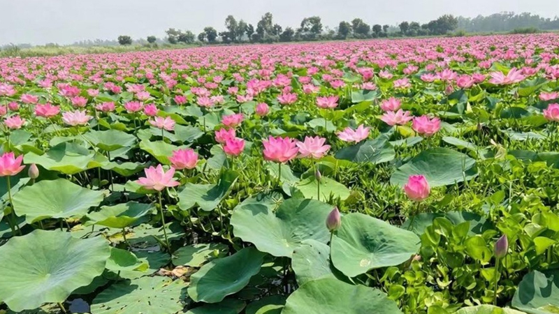 পদ্ম ফুলে ভরা সিরাজগঞ্জের জলাশয় যেন দর্শনার্থীর স্বর্গরাজ্য