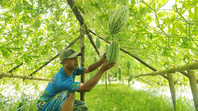 সিরাজগঞ্জে মাচায় ঝুলছে তরমুজ, হাসিবুরের চোখে নতুন স্বপ্ন
