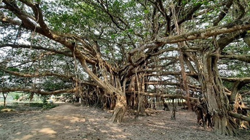 রায়গঞ্জে কালের সাক্ষী ৪০০ বছরের বটবৃক্ষ
