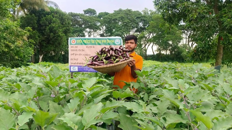 সেলুন ছেড়ে মালচিং পদ্ধতিতে বেগুন চাষ, সাফল্যের মুখে মাঈন উদ্দিন