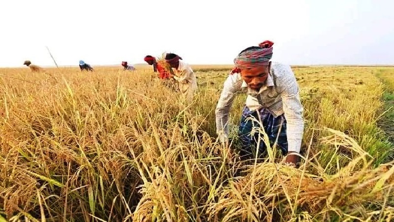 সিরাজগঞ্জে আউশ ধান কাটা শুরু, কৃষকের মুখে হাসি